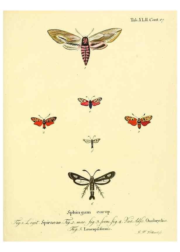 Reproducción/Reproduction 8141932846: Die Schmetterlinge in Abbildungen nach der Natur /. Leipzig :T.O. Weigel,[1829-1839]