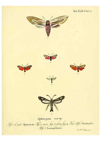 Reproducción/Reproduction 8141932846: Die Schmetterlinge in Abbildungen nach der Natur /. Leipzig :T.O. Weigel,[1829-1839]