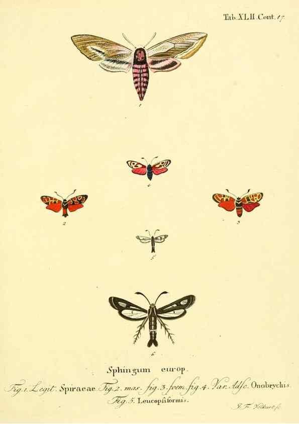 Reproducción/Reproduction 8141932846: Die Schmetterlinge in Abbildungen nach der Natur /. Leipzig :T.O. Weigel,[1829-1839]