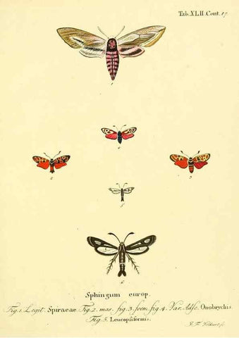 Reproducción/Reproduction 8141932846: Die Schmetterlinge in Abbildungen nach der Natur /. Leipzig :T.O. Weigel,[1829-1839]