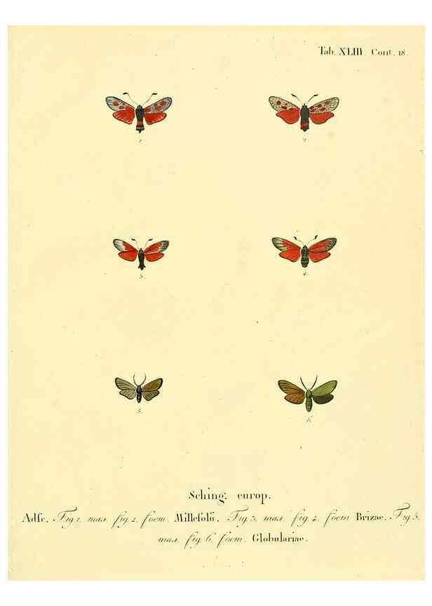 Reproducción/Reproduction 8141933318: Die Schmetterlinge in Abbildungen nach der Natur /. Leipzig :T.O. Weigel,[1829-1839]
