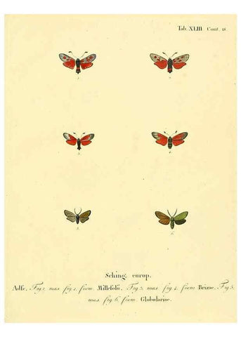 Reproducción/Reproduction 8141933318: Die Schmetterlinge in Abbildungen nach der Natur /. Leipzig :T.O. Weigel,[1829-1839]