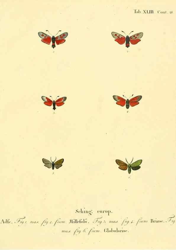 Reproducción/Reproduction 8141933318: Die Schmetterlinge in Abbildungen nach der Natur /. Leipzig :T.O. Weigel,[1829-1839]