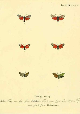 Reproducción/Reproduction 8141933318: Die Schmetterlinge in Abbildungen nach der Natur /. Leipzig :T.O. Weigel,[1829-1839]