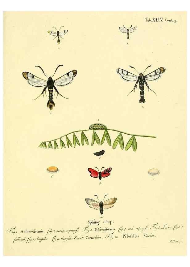 Reproducción/Reproduction 8141933856: Die Schmetterlinge in Abbildungen nach der Natur /. Leipzig :T.O. Weigel,[1829-1839]