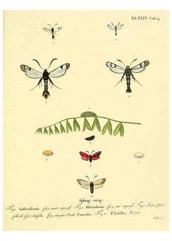 Reproducción/Reproduction 8141933856: Die Schmetterlinge in Abbildungen nach der Natur /. Leipzig :T.O. Weigel,[1829-1839]