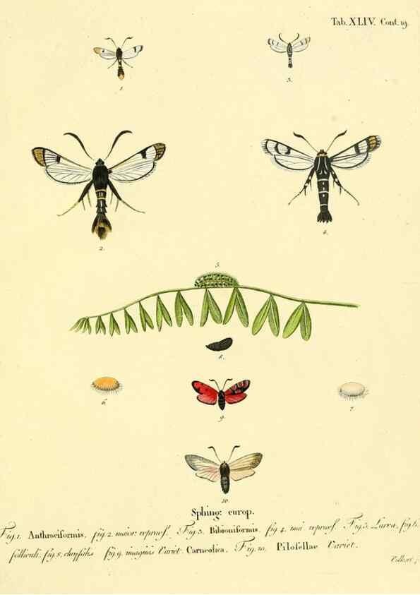 Reproducción/Reproduction 8141933856: Die Schmetterlinge in Abbildungen nach der Natur /. Leipzig :T.O. Weigel,[1829-1839]