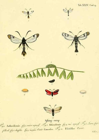 Reproducción/Reproduction 8141933856: Die Schmetterlinge in Abbildungen nach der Natur /. Leipzig :T.O. Weigel,[1829-1839]
