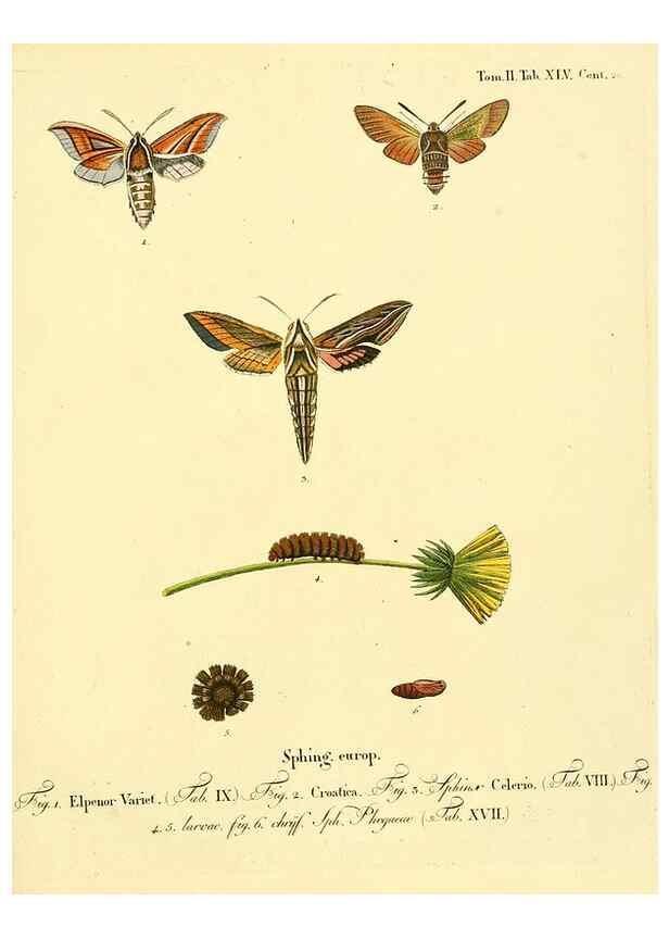 Reproducción/Reproduction 8141904277: Die Schmetterlinge in Abbildungen nach der Natur /. Leipzig :T.O. Weigel,[1829-1839]