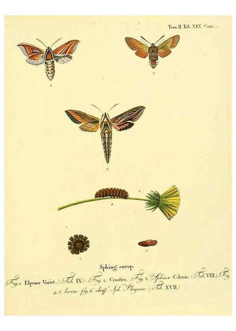 Reproducción/Reproduction 8141904277: Die Schmetterlinge in Abbildungen nach der Natur /. Leipzig :T.O. Weigel,[1829-1839]