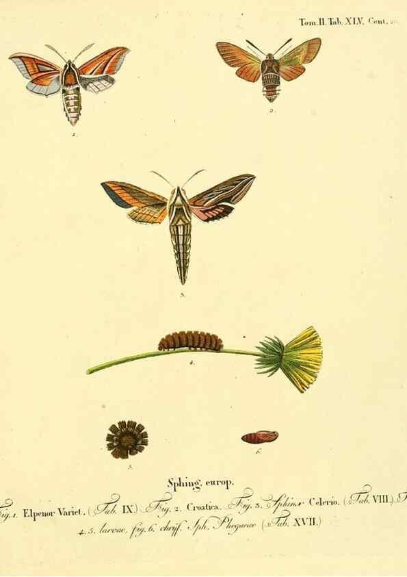 Reproducción/Reproduction 8141904277: Die Schmetterlinge in Abbildungen nach der Natur /. Leipzig :T.O. Weigel,[1829-1839]