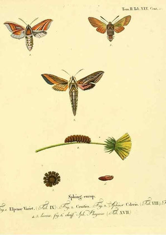 Reproducción/Reproduction 8141904277: Die Schmetterlinge in Abbildungen nach der Natur /. Leipzig :T.O. Weigel,[1829-1839]