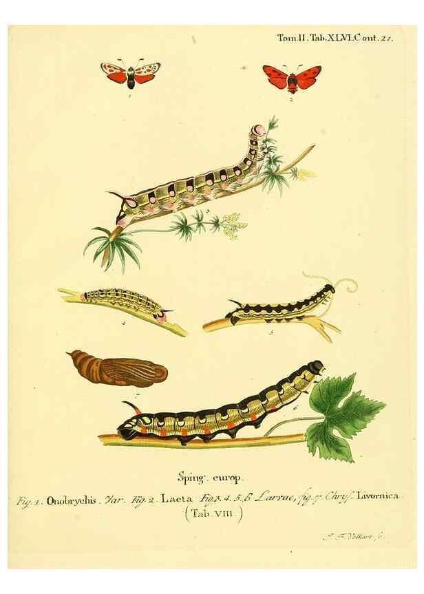 Reproducción/Reproduction 8141935092: Die Schmetterlinge in Abbildungen nach der Natur /. Leipzig :T.O. Weigel,[1829-1839]