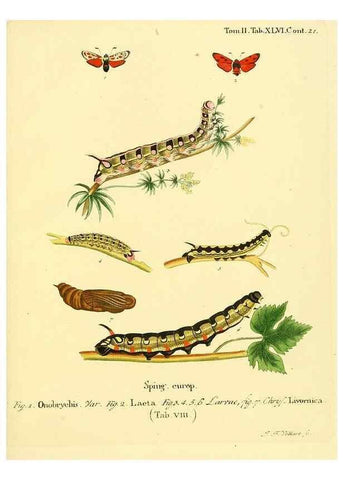 Reproducción/Reproduction 8141935092: Die Schmetterlinge in Abbildungen nach der Natur /. Leipzig :T.O. Weigel,[1829-1839]