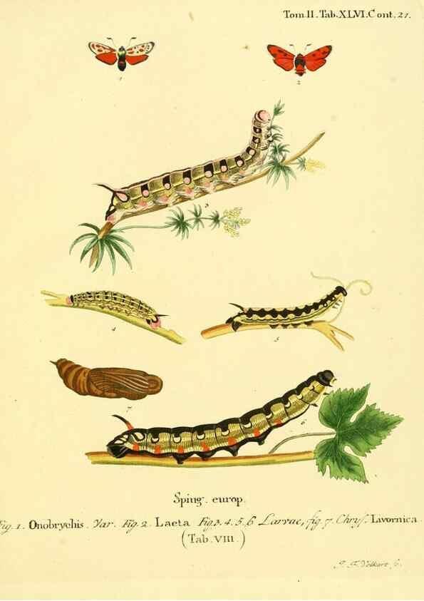 Reproducción/Reproduction 8141935092: Die Schmetterlinge in Abbildungen nach der Natur /. Leipzig :T.O. Weigel,[1829-1839]