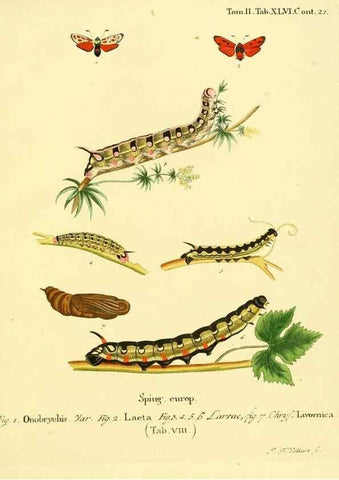 Reproducción/Reproduction 8141935092: Die Schmetterlinge in Abbildungen nach der Natur /. Leipzig :T.O. Weigel,[1829-1839]