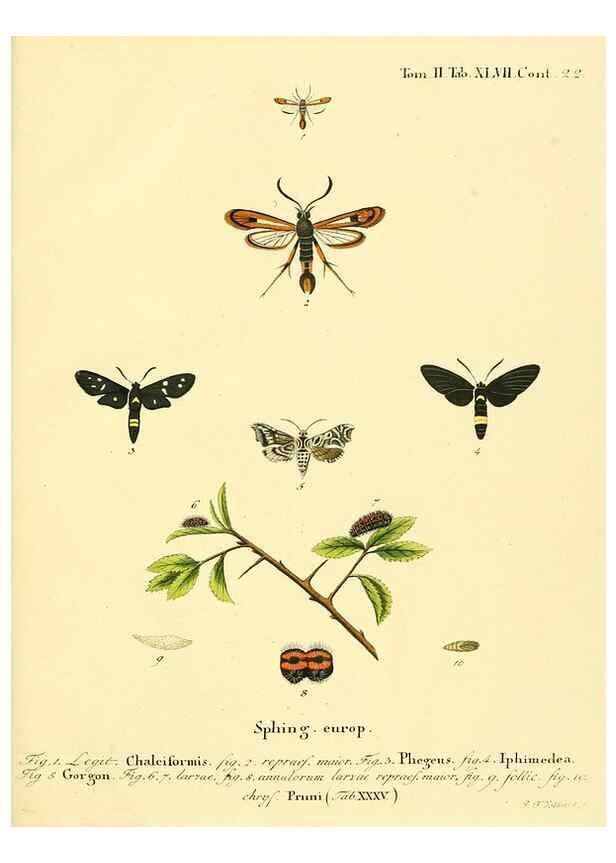 Reproducción/Reproduction 8141935560: Die Schmetterlinge in Abbildungen nach der Natur /. Leipzig :T.O. Weigel,[1829-1839]