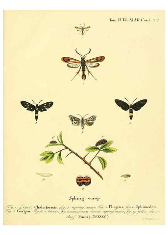 Reproducción/Reproduction 8141935560: Die Schmetterlinge in Abbildungen nach der Natur /. Leipzig :T.O. Weigel,[1829-1839]