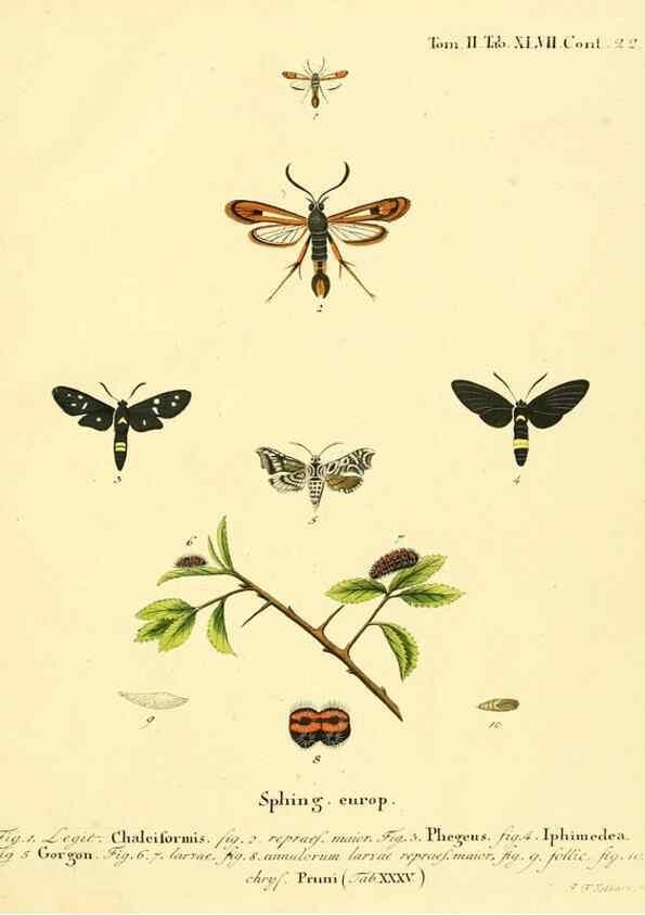 Reproducción/Reproduction 8141935560: Die Schmetterlinge in Abbildungen nach der Natur /. Leipzig :T.O. Weigel,[1829-1839]