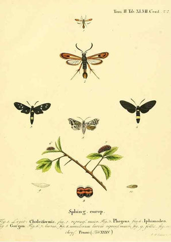 Reproducción/Reproduction 8141935560: Die Schmetterlinge in Abbildungen nach der Natur /. Leipzig :T.O. Weigel,[1829-1839]