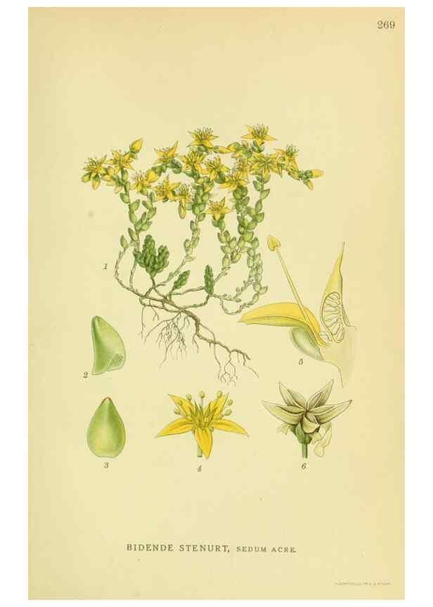 Reproducción/Reproduction 8147553017: Billeder af nordens flora,. København,G.E.C. Gad's forlag,1917-1927.