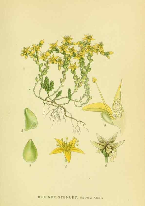 Reproducción/Reproduction 8147553017: Billeder af nordens flora,. København,G.E.C. Gad's forlag,1917-1927.