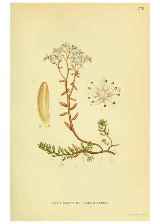 Reproducción/Reproduction 8147586360: Billeder af nordens flora,. København,G.E.C. Gad's forlag,1917-1927.