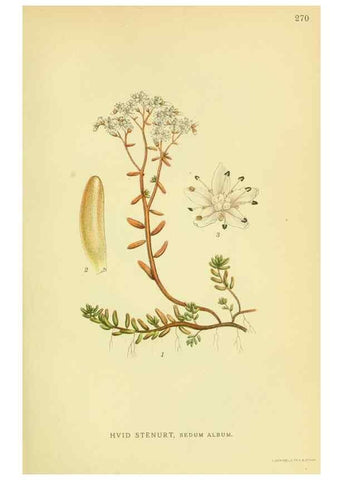 Reproducción/Reproduction 8147586360: Billeder af nordens flora,. København,G.E.C. Gad's forlag,1917-1927.