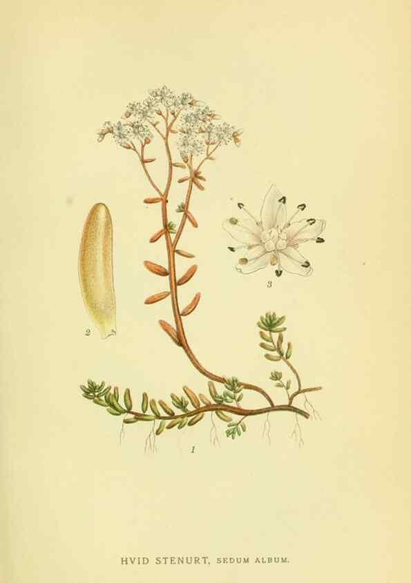 Reproducción/Reproduction 8147586360: Billeder af nordens flora,. København,G.E.C. Gad's forlag,1917-1927.