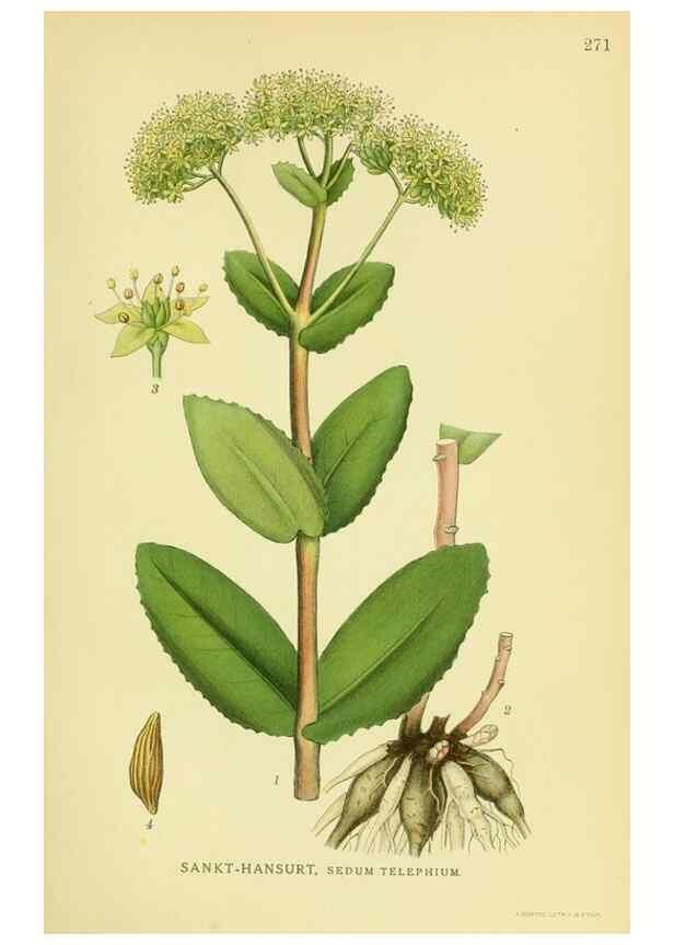 Reproducción/Reproduction 8147553953: Billeder af nordens flora,. København,G.E.C. Gad's forlag,1917-1927.