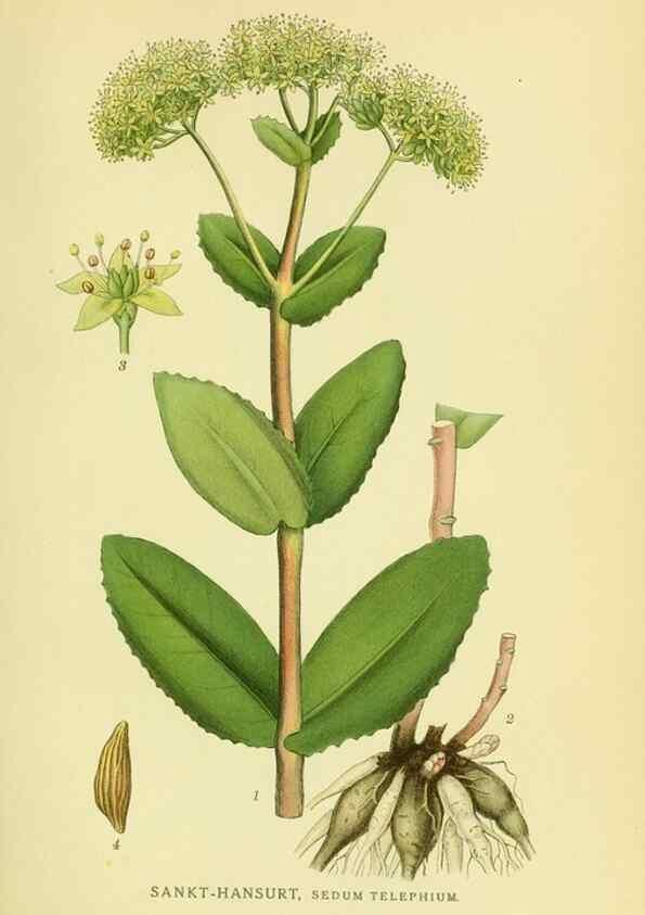 Reproducción/Reproduction 8147553953: Billeder af nordens flora,. København,G.E.C. Gad's forlag,1917-1927.