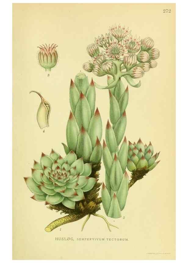 Reproducción/Reproduction 8147587332: Billeder af nordens flora,. København,G.E.C. Gad's forlag,1917-1927.