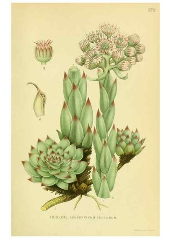 Reproducción/Reproduction 8147587332: Billeder af nordens flora,. København,G.E.C. Gad's forlag,1917-1927.