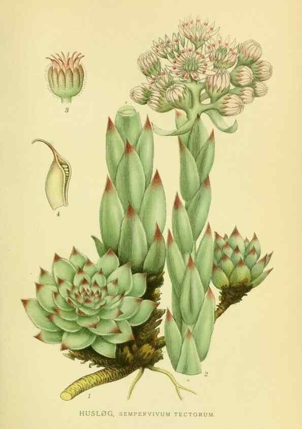 Reproducción/Reproduction 8147587332: Billeder af nordens flora,. København,G.E.C. Gad's forlag,1917-1927.