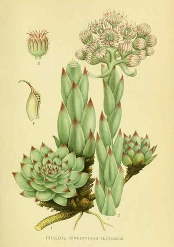 Reproducción/Reproduction 8147587332: Billeder af nordens flora,. København,G.E.C. Gad's forlag,1917-1927.
