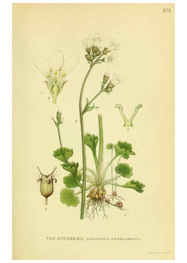 Reproducción/Reproduction 8147555017: Billeder af nordens flora,. København,G.E.C. Gad's forlag,1917-1927.
