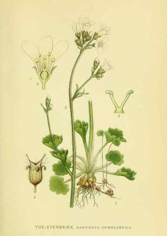Reproducción/Reproduction 8147555017: Billeder af nordens flora,. København,G.E.C. Gad's forlag,1917-1927.