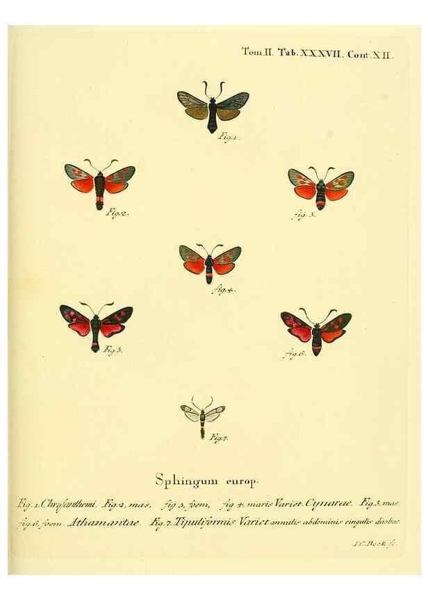 Reproducción/Reproduction 8141929700: Die Schmetterlinge in Abbildungen nach der Natur /. Leipzig :T.O. Weigel,[1829-1839]