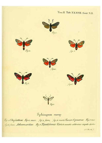 Reproducción/Reproduction 8141929700: Die Schmetterlinge in Abbildungen nach der Natur /. Leipzig :T.O. Weigel,[1829-1839]
