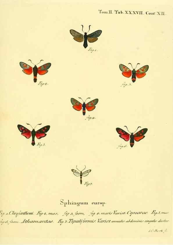 Reproducción/Reproduction 8141929700: Die Schmetterlinge in Abbildungen nach der Natur /. Leipzig :T.O. Weigel,[1829-1839]