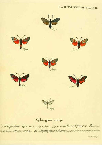 Reproducción/Reproduction 8141929700: Die Schmetterlinge in Abbildungen nach der Natur /. Leipzig :T.O. Weigel,[1829-1839]