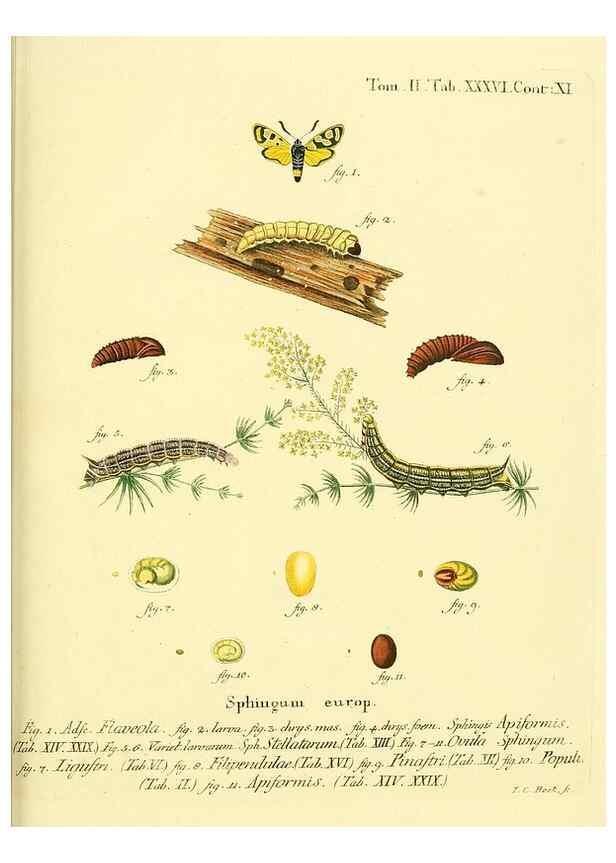 Reproducción/Reproduction 8141929226: Die Schmetterlinge in Abbildungen nach der Natur /. Leipzig :T.O. Weigel,[1829-1839]