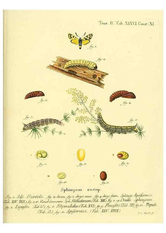 Reproducción/Reproduction 8141929226: Die Schmetterlinge in Abbildungen nach der Natur /. Leipzig :T.O. Weigel,[1829-1839]