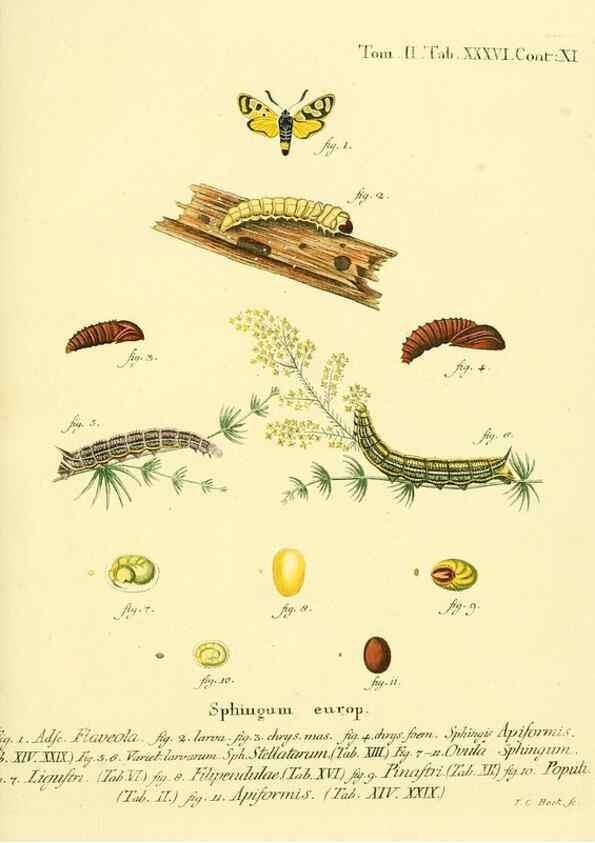 Reproducción/Reproduction 8141929226: Die Schmetterlinge in Abbildungen nach der Natur /. Leipzig :T.O. Weigel,[1829-1839]