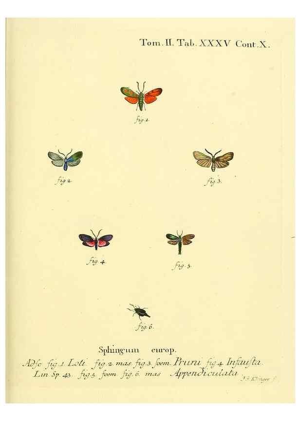 Reproducción/Reproduction 8141898653: Die Schmetterlinge in Abbildungen nach der Natur /. Leipzig :T.O. Weigel,[1829-1839]
