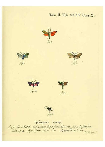 Reproducción/Reproduction 8141898653: Die Schmetterlinge in Abbildungen nach der Natur /. Leipzig :T.O. Weigel,[1829-1839]