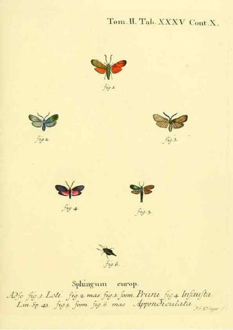 Reproducción/Reproduction 8141898653: Die Schmetterlinge in Abbildungen nach der Natur /. Leipzig :T.O. Weigel,[1829-1839]