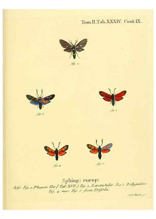 Reproducción/Reproduction 8141898101: Die Schmetterlinge in Abbildungen nach der Natur /. Leipzig :T.O. Weigel,[1829-1839]
