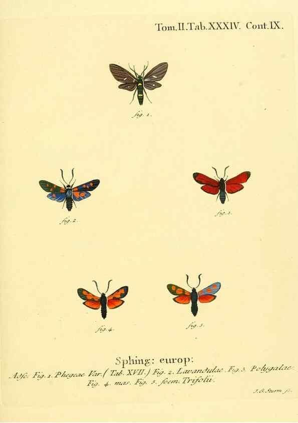 Reproducción/Reproduction 8141898101: Die Schmetterlinge in Abbildungen nach der Natur /. Leipzig :T.O. Weigel,[1829-1839]