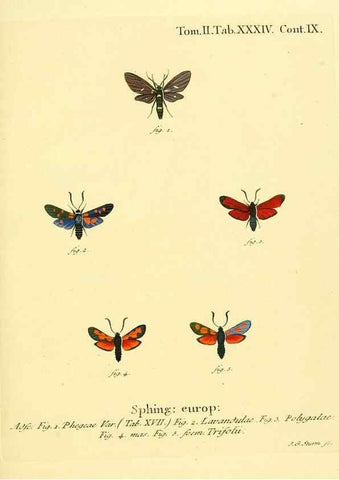 Reproducción/Reproduction 8141898101: Die Schmetterlinge in Abbildungen nach der Natur /. Leipzig :T.O. Weigel,[1829-1839]